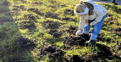 Geboortehaag planten Gezinsbond Ieper en deelgemeenten